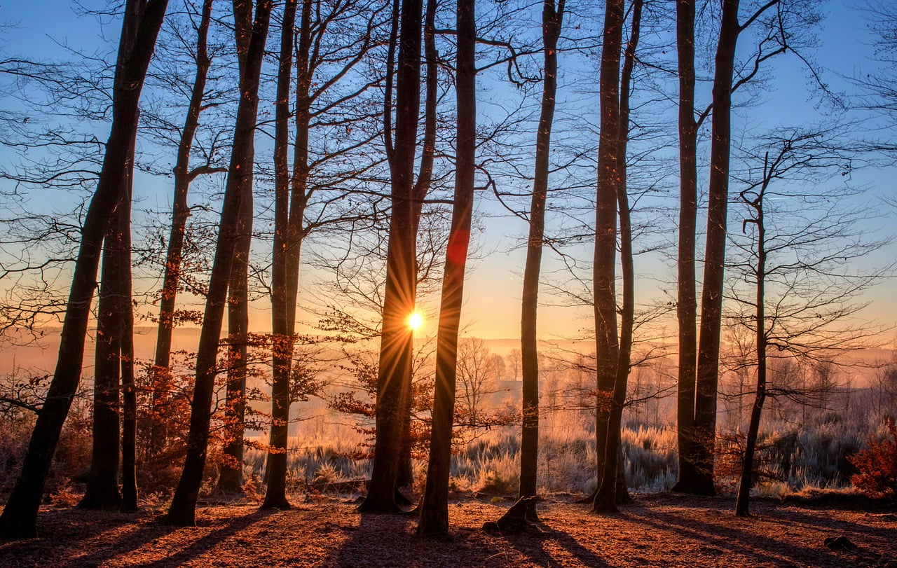 Image of the sun behind trees - My Great Savior