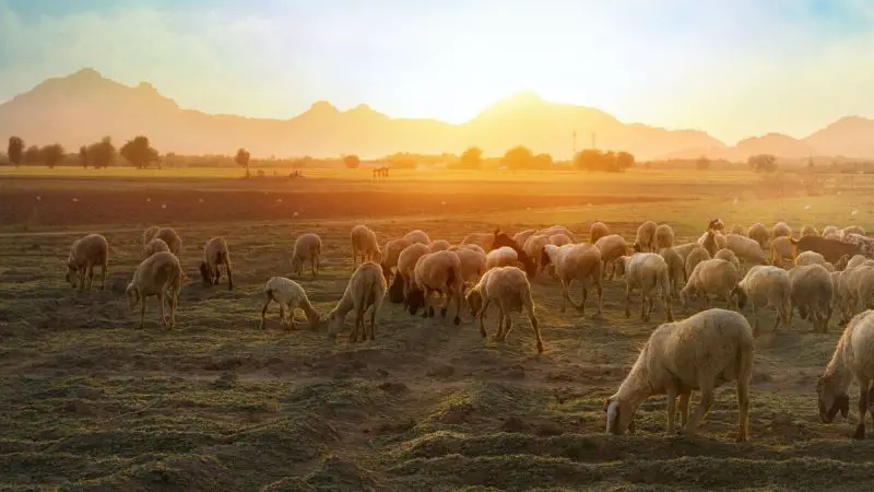 Sheep in a Field
